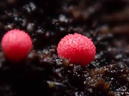 Attēlu rezultāti vaicājumam “Lycogala exiguum aggr. spores”