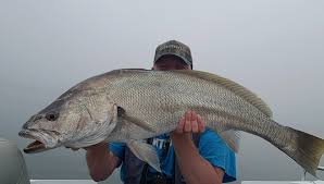 Image result for Argyrosomus japonicus