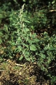 Attēlu rezultāti vaicājumam “Chenopodium album”