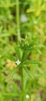 Image result for Galium aparine