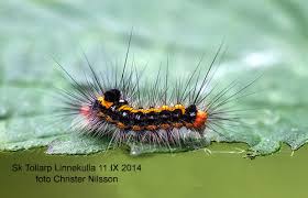 Attēlu rezultāti vaicājumam “Euproctis similis imago”