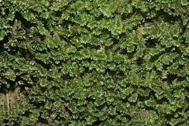 Attēlu rezultāti vaicājumam “Diplophyllum albicans”