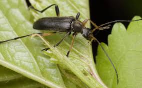 Attēlu rezultāti vaicājumam “Cortodera femorata”