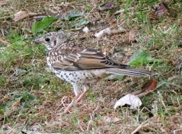 Attēlu rezultāti vaicājumam “Turdus viscivorus juvenile”