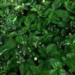 Attēlu rezultāti vaicājumam “Fragaria moschata”