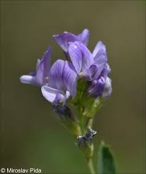 Attēlu rezultāti vaicājumam “Medicago x varia  flower”