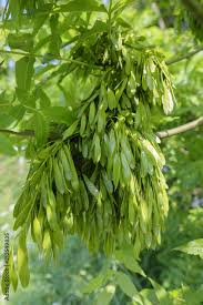 Attēlu rezultāti vaicājumam “Fraxinus excelsior fruit”