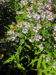 Attēlu rezultāti vaicājumam “Symphyotrichum x salignum”