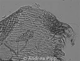 Attēlu rezultāti vaicājumam “Campylium stellatum sporophyte”