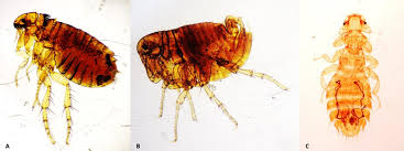Attēlu rezultāti vaicājumam “Phthiraptera”