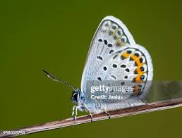 Attēlu rezultāti vaicājumam “Plebejus argus”