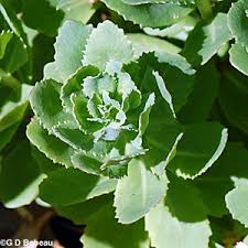 Attēlu rezultāti vaicājumam “Hylotelephium telephium leaf”