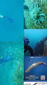Image result for East Snorkellers