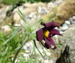 Attēlu rezultāti vaicājumam “Pulsatilla pratensis bud”