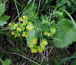 Attēlu rezultāti vaicājumam “Euphorbia cyparissias leaf”