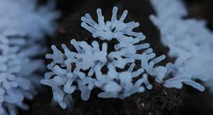 Attēlu rezultāti vaicājumam “Oligonema favogineum”