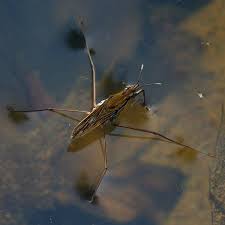 Attēlu rezultāti vaicājumam “Gerridae imago”