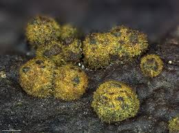 Attēlu rezultāti vaicājumam “Badhamiopsis praetermissa macro”