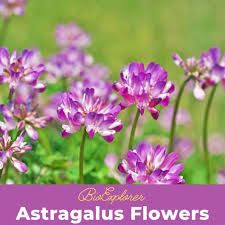 Attēlu rezultāti vaicājumam “Astragalus arenarius flower”