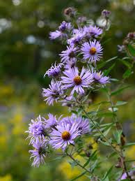 Image result for Aster novae-angliae