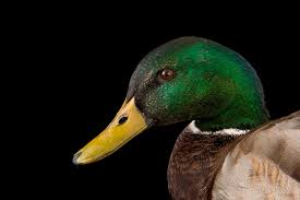 Attēlu rezultāti vaicājumam “Anas platyrhynchos male”