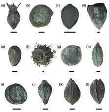 Attēlu rezultāti vaicājumam “Carex arenaria  fruit”