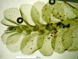 Attēlu rezultāti vaicājumam “Chiloscyphus pallescens”