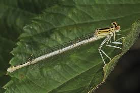 Attēlu rezultāti vaicājumam “Platycnemis pennipes male”