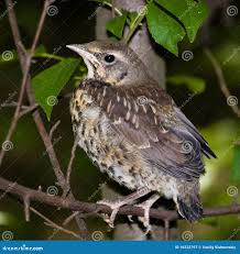 Attēlu rezultāti vaicājumam “Turdus pilaris”