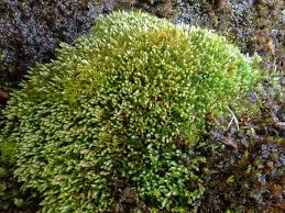 Attēlu rezultāti vaicājumam “Bryum schleicheri”