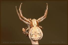 Attēlu rezultāti vaicājumam “Xysticus cristatus”