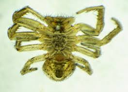 Attēlu rezultāti vaicājumam “Xysticus ulmi adult”