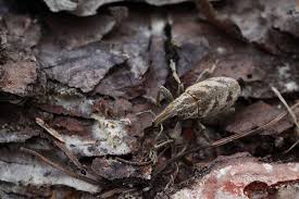 Attēlu rezultāti vaicājumam “Cleonis pigra”