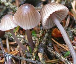 Attēlu rezultāti vaicājumam “Mycena”