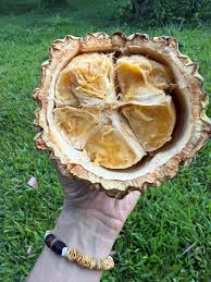 Attēlu rezultāti vaicājumam “Cinna latifolia fruit”