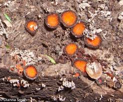 Attēlu rezultāti vaicājumam “Hemitrichia calyculata”