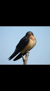 Attēlu rezultāti vaicājumam “Hirundinidae”