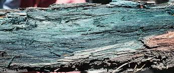 Attēlu rezultāti vaicājumam “Chlorociboria aeruginascens”