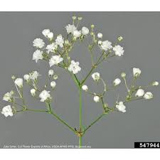 Attēlu rezultāti vaicājumam “Gypsophila fastigiata bud”