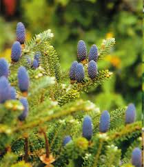 Attēlu rezultāti vaicājumam “Abies koreana”