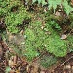 Attēlu rezultāti vaicājumam “Trichocolea tomentella sporophyte”