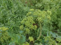 Attēlu rezultāti vaicājumam “Heracleum sphondylium subsp. sibiricum”