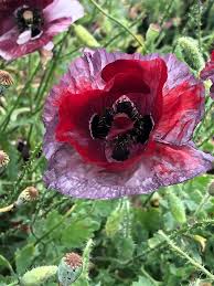 Image result for Papaver rhoeas 'Shirley'