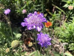 Image result for Scabiosa col.`Butterfly Blue`