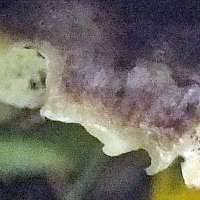 Attēlu rezultāti vaicājumam “Skeletocutis nivea”