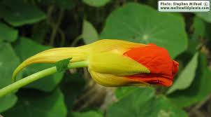 Attēlu rezultāti vaicājumam “Tropaeolum majus bud”