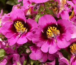 Image result for Schizanthus