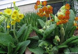 Attēlu rezultāti vaicājumam “Primula veris var. rubra”