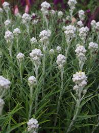 Attēlu rezultāti vaicājumam “Anaphalis margaritacea flower”