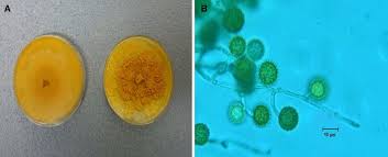 Attēlu rezultāti vaicājumam “Hypomyces chrysospermus”